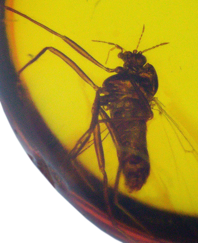 琥珀の薄い壁の先は4000万年前の世界!羽虫を内包したバルト海産の琥珀(Amber)(その1)