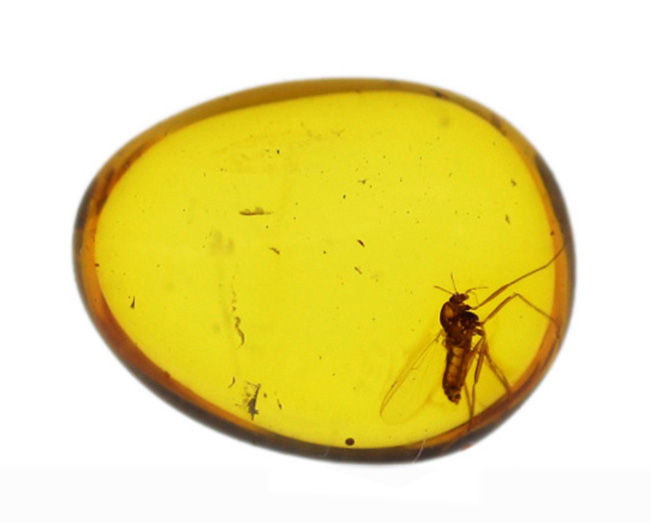 琥珀の薄い壁の先は4000万年前の世界!羽虫を内包したバルト海産の琥珀(Amber)(その2)
