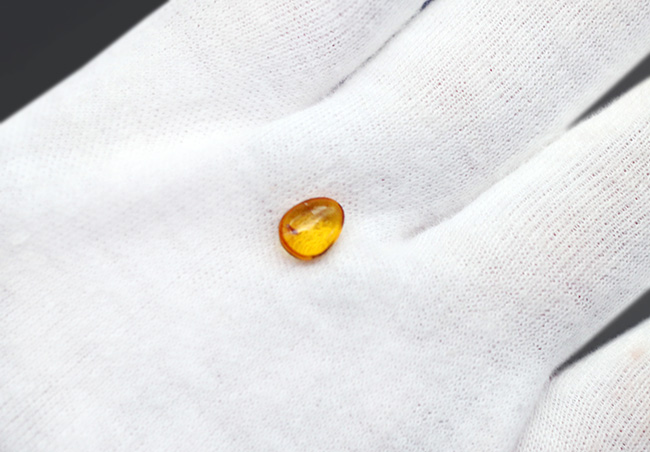 琥珀の薄い壁の先は4000万年前の世界!羽虫を内包したバルト海産の琥珀(Amber)(その3)