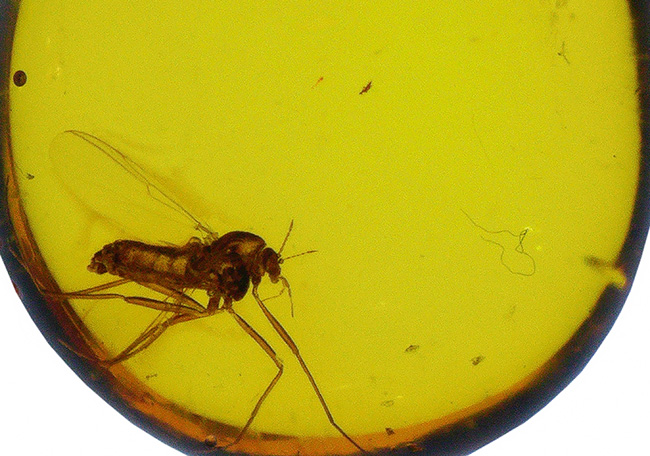琥珀の薄い壁の先は4000万年前の世界!羽虫を内包したバルト海産の琥珀(Amber)(その4)