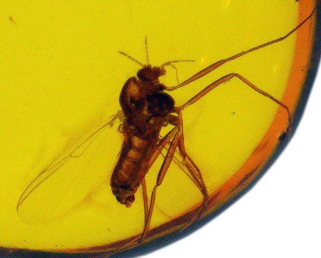 琥珀の薄い壁の先は4000万年前の世界!羽虫を内包したバルト海産の琥珀(Amber)(その5)