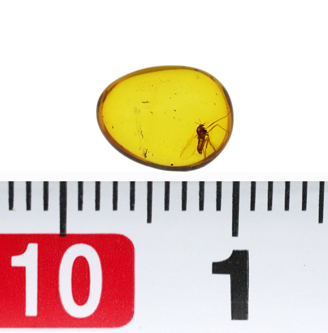 琥珀の薄い壁の先は4000万年前の世界!羽虫を内包したバルト海産の琥珀(Amber)(その6)