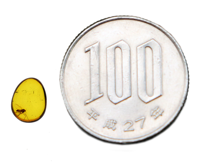 琥珀の薄い壁の先は4000万年前の世界!羽虫を内包したバルト海産の琥珀(Amber)(その7)