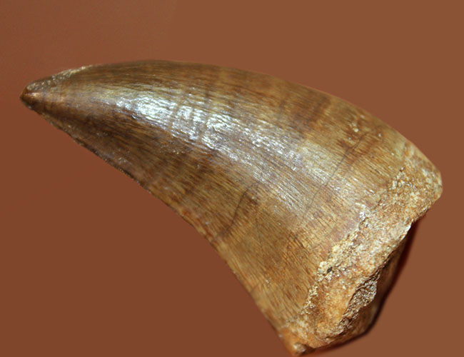 リーズナブルプライス！保存状態良好、モササウルス（Mosasaurus sp.）の典型的な歯化石（その1）