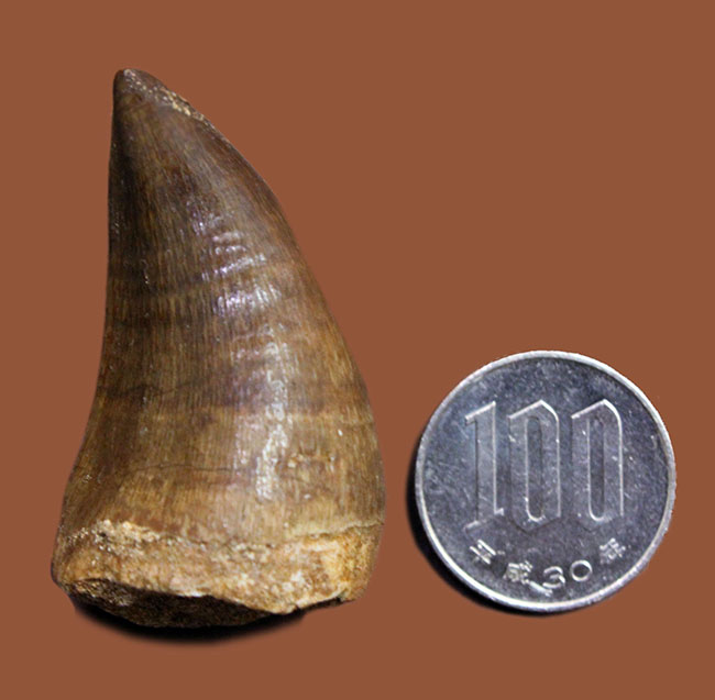 リーズナブルプライス！保存状態良好、モササウルス（Mosasaurus sp.）の典型的な歯化石（その9）
