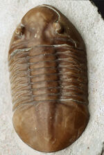 細部までクリーニングが行き届いた良質標本！ビッグ！ロシア産の三葉虫、アサフス・レピドゥルス（Asaphus lepidurus）の化石
