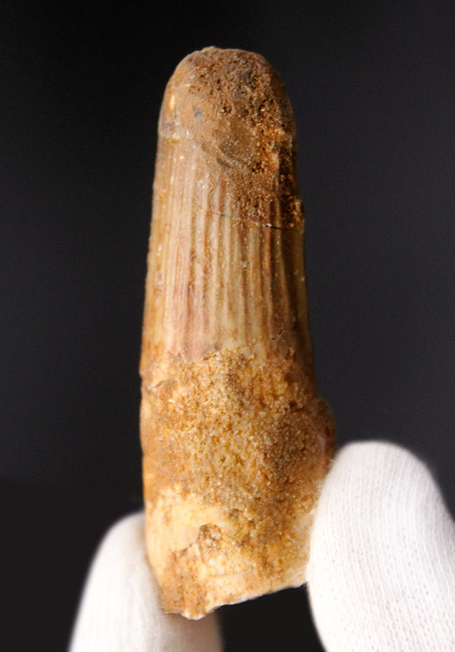 プレゼントにいかがでしょうか?人気の肉食恐竜のスピノサウルス(Spinosaurus)の歯化石。(その1)