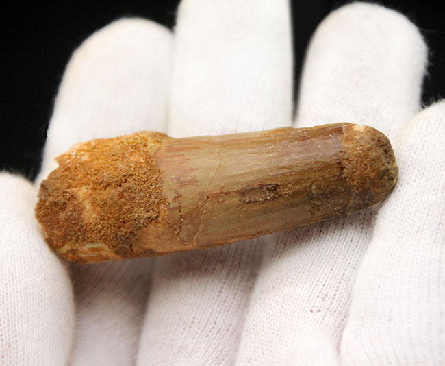 プレゼントにいかがでしょうか?人気の肉食恐竜のスピノサウルス(Spinosaurus)の歯化石。(その4)