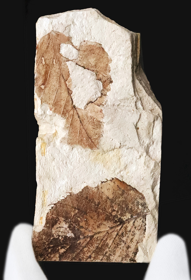 両面に木の葉あり！中新世の湖底が生んだ静寂の一枚 ― 岩手県雫石町・用ノ沢産 木の葉の化石（その1）