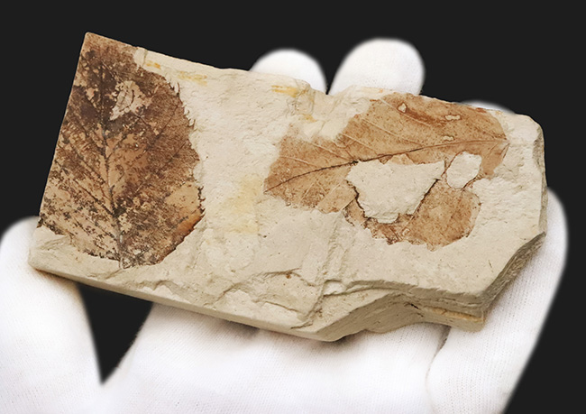 両面に木の葉あり！中新世の湖底が生んだ静寂の一枚 ― 岩手県雫石町・用ノ沢産 木の葉の化石（その2）