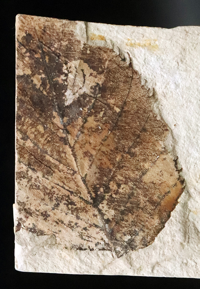 両面に木の葉あり！中新世の湖底が生んだ静寂の一枚 ― 岩手県雫石町・用ノ沢産 木の葉の化石（その3）