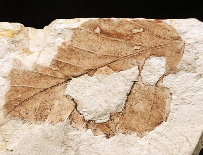 両面に木の葉あり！中新世の湖底が生んだ静寂の一枚 ― 岩手県雫石町・用ノ沢産 木の葉の化石（その4）