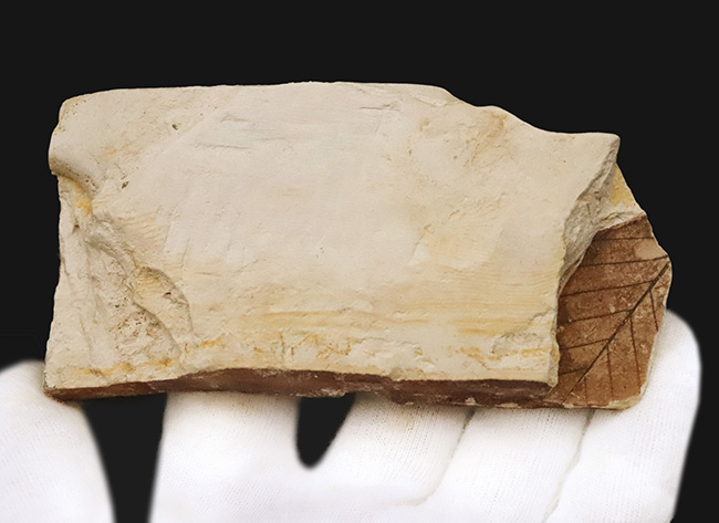 両面に木の葉あり！中新世の湖底が生んだ静寂の一枚 ― 岩手県雫石町・用ノ沢産 木の葉の化石（その5）