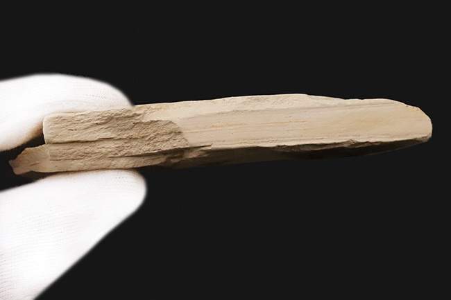 両面に木の葉あり！中新世の湖底が生んだ静寂の一枚 ― 岩手県雫石町・用ノ沢産 木の葉の化石（その7）