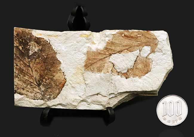 両面に木の葉あり！中新世の湖底が生んだ静寂の一枚 ― 岩手県雫石町・用ノ沢産 木の葉の化石（その9）