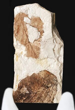 まさか我が家にLeaf Fossilを飾る事が出来るとは思っていませんでした。