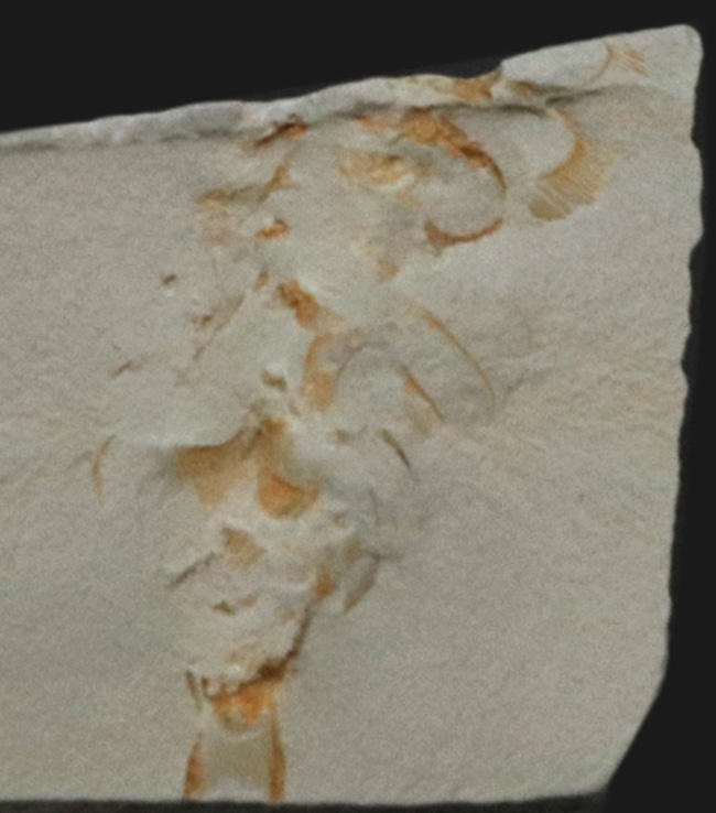 突起や脚が明瞭に保存!澄江動物群、カンブリア爆発で誕生した最古の生物の一つ、レアンコイリア(Leanchoilia illecebrosa)の化石(その1)