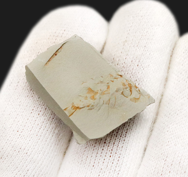 突起や脚が明瞭に保存!澄江動物群、カンブリア爆発で誕生した最古の生物の一つ、レアンコイリア(Leanchoilia illecebrosa)の化石(その3)