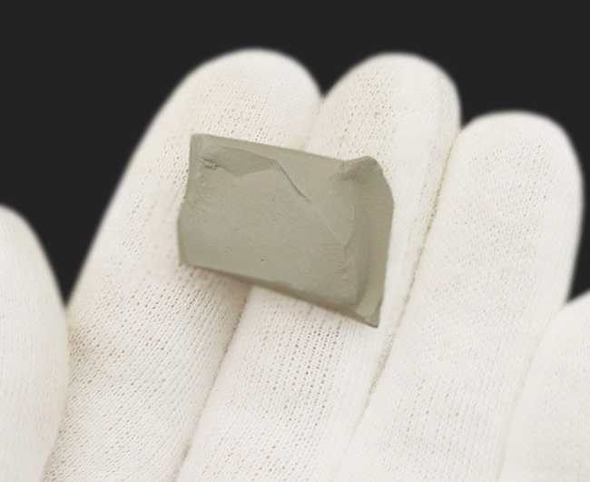 突起や脚が明瞭に保存!澄江動物群、カンブリア爆発で誕生した最古の生物の一つ、レアンコイリア(Leanchoilia illecebrosa)の化石(その5)