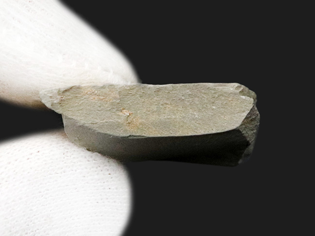 突起や脚が明瞭に保存!澄江動物群、カンブリア爆発で誕生した最古の生物の一つ、レアンコイリア(Leanchoilia illecebrosa)の化石(その6)