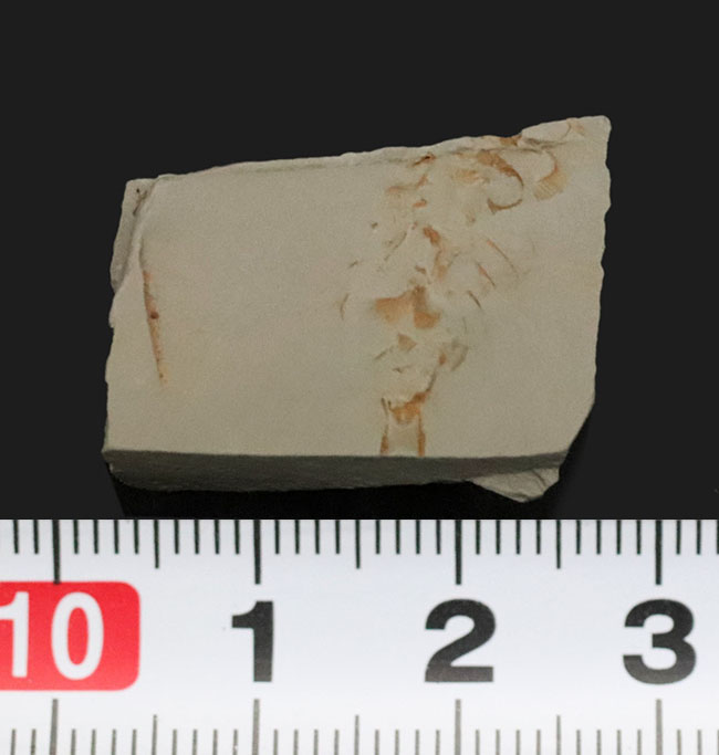 突起や脚が明瞭に保存!澄江動物群、カンブリア爆発で誕生した最古の生物の一つ、レアンコイリア(Leanchoilia illecebrosa)の化石(その7)