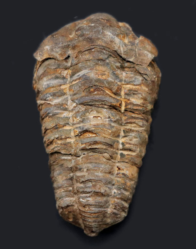 古型の大柄な三葉虫、ディアカリメネ・ウーズレグイ（Diacalymene ouzregui）の化石（その1）