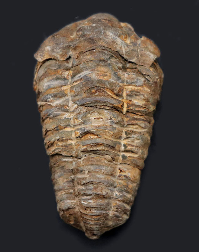古型の大柄な三葉虫、ディアカリメネ・ウーズレグイ(Diacalymene ouzregui)の化石(その1)