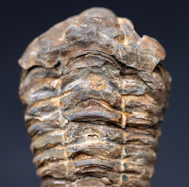 古型の大柄な三葉虫、ディアカリメネ・ウーズレグイ（Diacalymene ouzregui）の化石（その2）