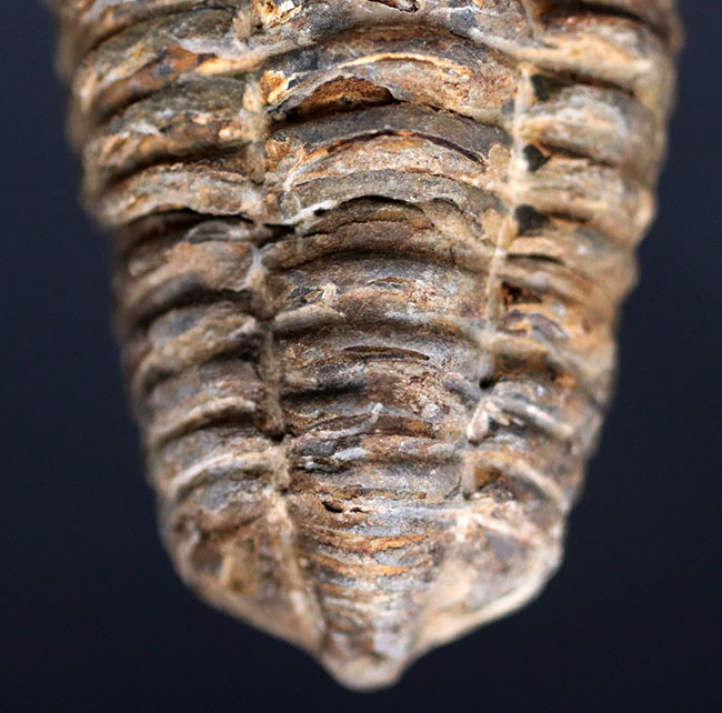 古型の大柄な三葉虫、ディアカリメネ・ウーズレグイ（Diacalymene ouzregui）の化石（その3）