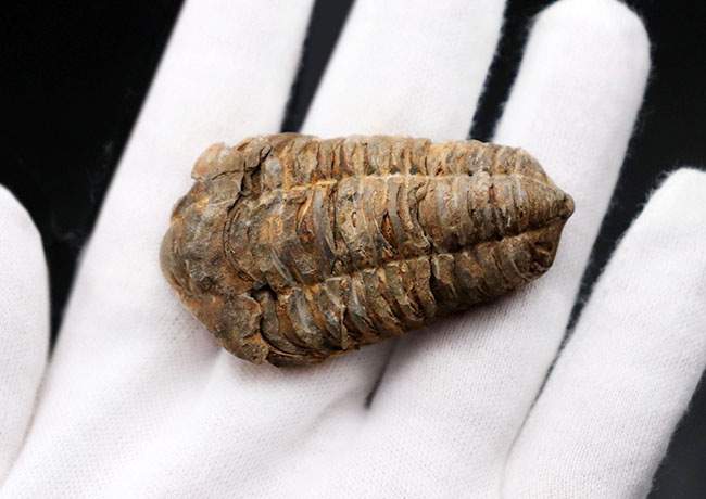 古型の大柄な三葉虫、ディアカリメネ・ウーズレグイ（Diacalymene ouzregui）の化石（その4）