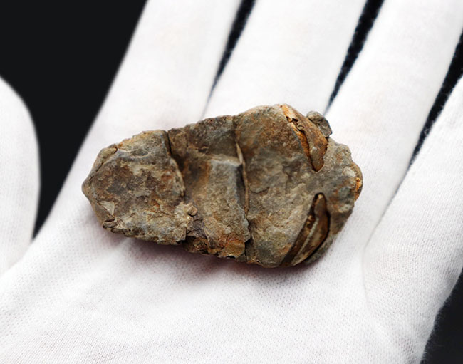 古型の大柄な三葉虫、ディアカリメネ・ウーズレグイ(Diacalymene ouzregui)の化石(その5)