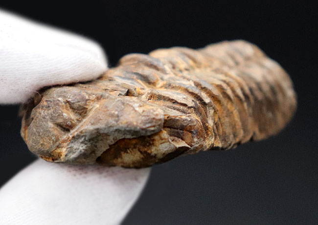 古型の大柄な三葉虫、ディアカリメネ・ウーズレグイ（Diacalymene ouzregui）の化石（その6）