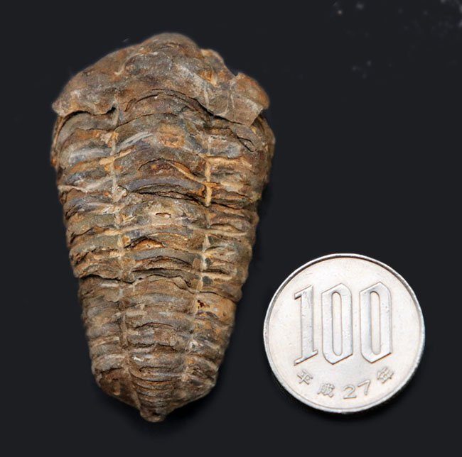 古型の大柄な三葉虫、ディアカリメネ・ウーズレグイ（Diacalymene ouzregui）の化石（その7）