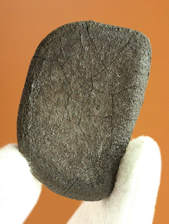 絶品！４年前に世界中の話題となったチェリャビンスク隕石。高級ガラスケースと高級ネームカード付き！（その12）