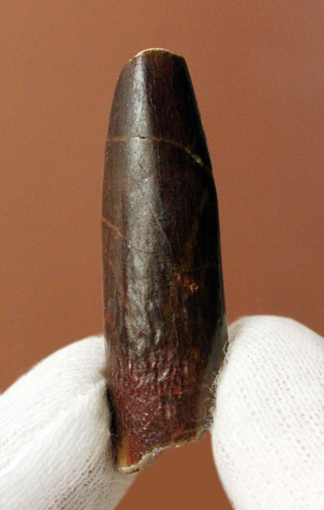 その形は「釘(クギ)」に見える?巨体を誇った竜脚形類恐竜、レッバキサウルス(Rebbachisaurus sp.)の歯化石。上質品。(その1)