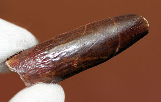 その形は「釘(クギ)」に見える?巨体を誇った竜脚形類恐竜、レッバキサウルス(Rebbachisaurus sp.)の歯化石。上質品。(その2)