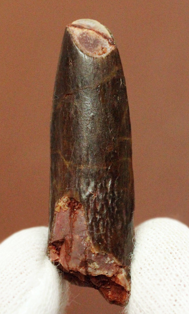 その形は「釘(クギ)」に見える?巨体を誇った竜脚形類恐竜、レッバキサウルス(Rebbachisaurus sp.)の歯化石。上質品。(その3)