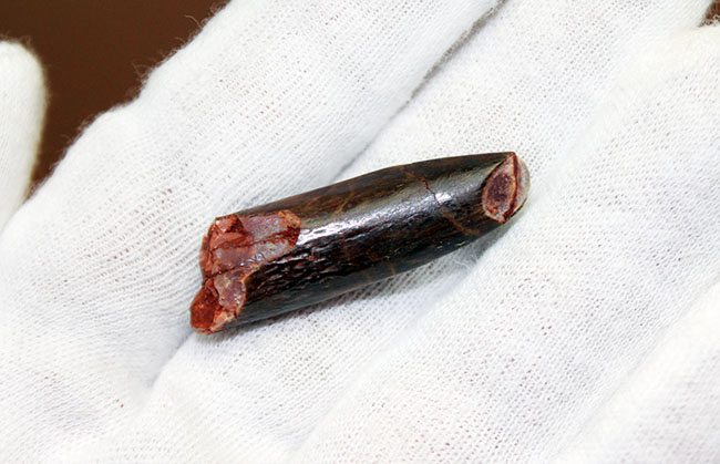 その形は「釘(クギ)」に見える?巨体を誇った竜脚形類恐竜、レッバキサウルス(Rebbachisaurus sp.)の歯化石。上質品。(その4)
