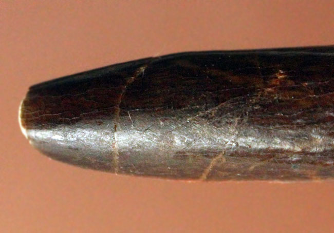 その形は「釘(クギ)」に見える?巨体を誇った竜脚形類恐竜、レッバキサウルス(Rebbachisaurus sp.)の歯化石。上質品。(その6)