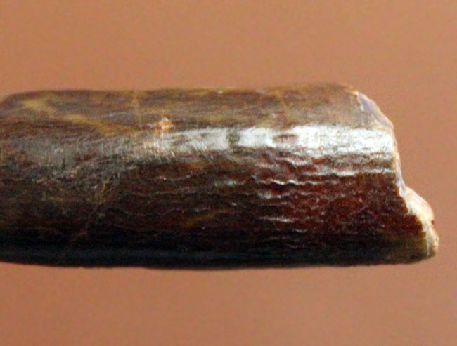 その形は「釘(クギ)」に見える?巨体を誇った竜脚形類恐竜、レッバキサウルス(Rebbachisaurus sp.)の歯化石。上質品。(その7)