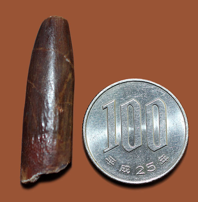 その形は「釘(クギ)」に見える?巨体を誇った竜脚形類恐竜、レッバキサウルス(Rebbachisaurus sp.)の歯化石。上質品。(その8)