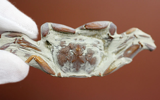 縄文人のランチになることなく化石となった絶滅ガニ、ムカシメクラガニ