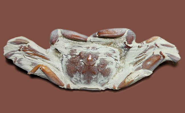 縄文人のランチになることなく化石となった絶滅ガニ、ムカシメクラガニの高品位標本です。(その2)