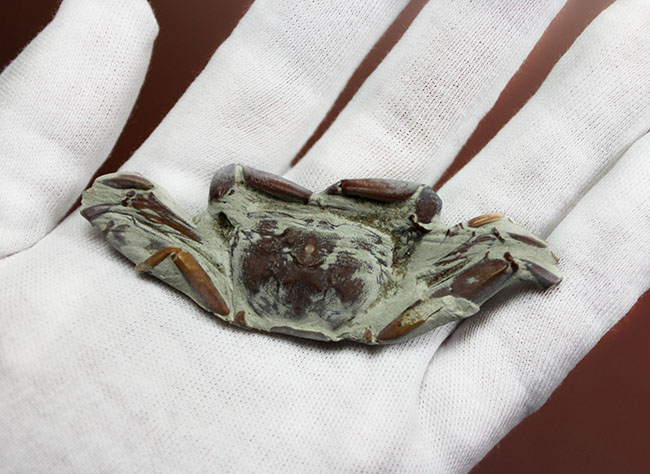 縄文人のランチになることなく化石となった絶滅ガニ、ムカシメクラガニの高品位標本です。(その4)