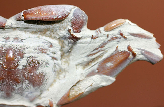 縄文人のランチになることなく化石となった絶滅ガニ、ムカシメクラガニの高品位標本です。（その7）