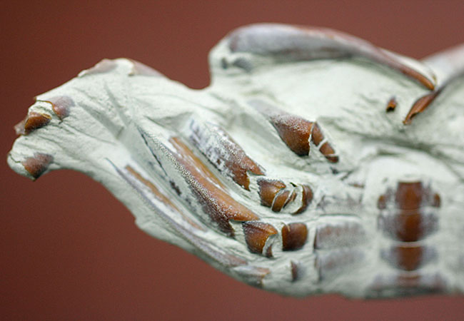 縄文人のランチになることなく化石となった絶滅ガニ、ムカシメクラガニの高品位標本です。（その8）