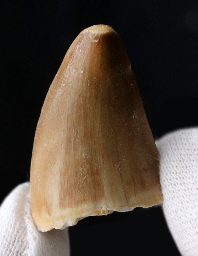 白亜紀の海中の王様、モササウルス(Mosasaurus)の歯化石(その4)