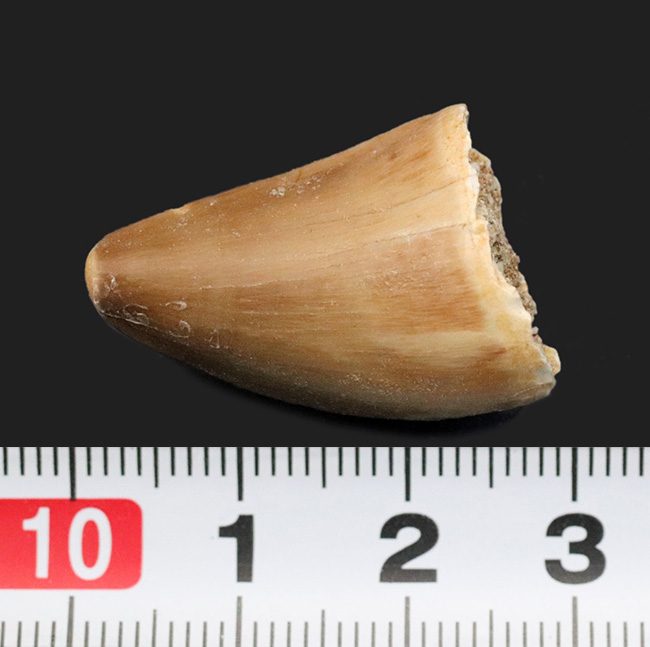 白亜紀の海中の王様、モササウルス(Mosasaurus)の歯化石(その6)