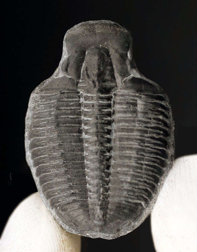 最も原始的な三葉虫の一つ、エルラシア・キンギ（Elrathia Kingi）の良質個体（その1）