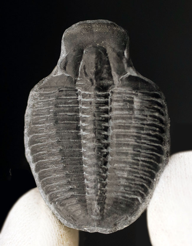 最も原始的な三葉虫の一つ、エルラシア・キンギ(Elrathia Kingi)の良質個体(その1)